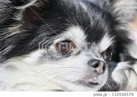 かわいい犬の横顔のアップ　チワワ 110588579