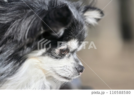 下を向くかわいい犬の横顔のアップ チワワ 下を向くかわいい犬の横顔のアップ チワワ 110588580