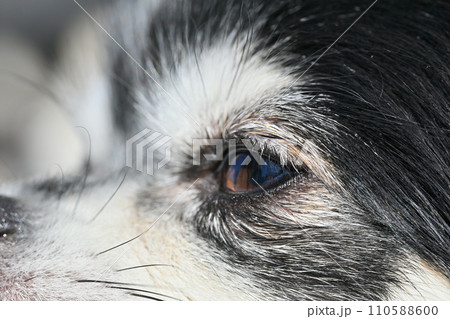 かわいい犬の横顔のアップ 目 瞳 チワワ かわいい犬の横顔のアップ 目 瞳 チワワ 110588600