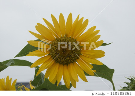 ヒマワリ ヒマワリ 110588863