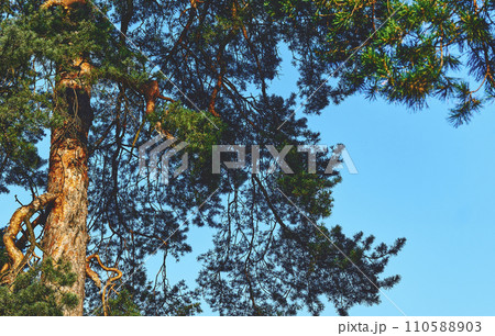 Pine tree in sunlight with green branches, blue sky 110588903