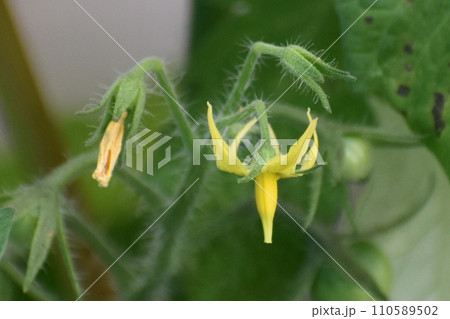 ミニトマトの花 ミニトマトの花 110589502
