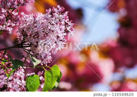 lilac blossom in front of a blurred sakura background. branch of purple syringe in morning light. spring has come 110589620