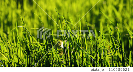 closeup of green lawn in spring. pattern of tall grass. backlit nature background 110589621