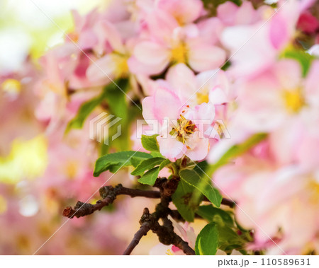 pink apple blossom background. decorative tree in morning light. springtime season wallpaper 110589631