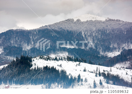forested carpathian mountain landscape in winter. cold weather scenery on an overcast day 110589632