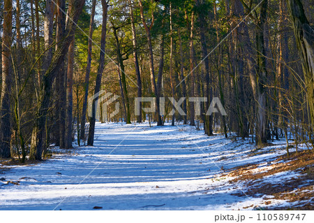 Warm March. Snowy sunny road in an overgrown forest Warm March. Snowy sunny road in an overgrown forest 110589747