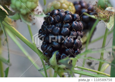 ブラックベリー 110589750