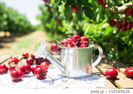 Still life of cherries in small tin can on table in garden 110589826