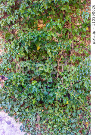 nature has returned to space. nature has returned to space. 110590026