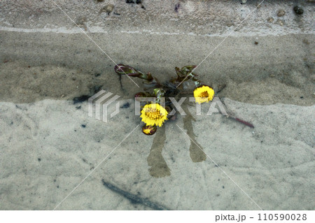 foalfoot (coltsfoot, Tussilago farfara) foalfoot (coltsfoot, Tussilago farfara) 110590028