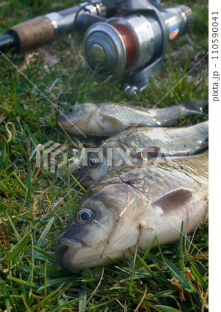 Fishing for Prussian carp 110590041
