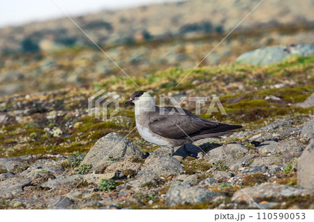 Arctic Skua is real predator and robber for Arctic bird Arctic Skua is real predator and robber for Arctic bird 110590053