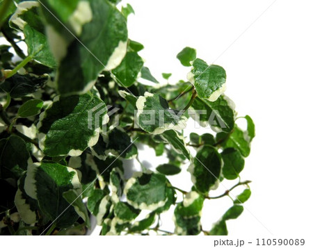 プミラ プミラ 110590089