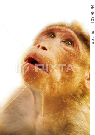 Entertaining portraits of Indian monkey 110590094
