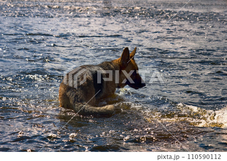 dog swims in river dog swims in river 110590112