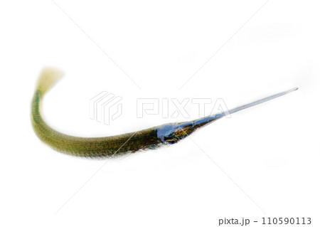 Fish Of India, Backwater Kerala. Freshwater garfish Fish Of India, Backwater Kerala. Freshwater garfish 110590113