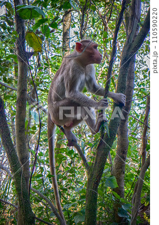 Indian macaques in dry season. Indian macaques in dry season. 110590220