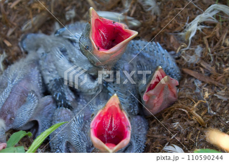 Red hungry drinks 3 Red hungry drinks 3 110590244