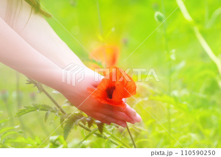 Big red field poppies in girl's hands 110590250