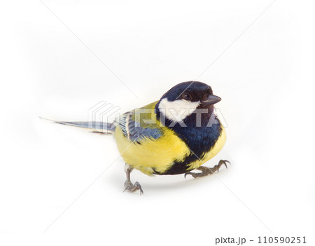 titmouse bright yellow Park bird 110590251