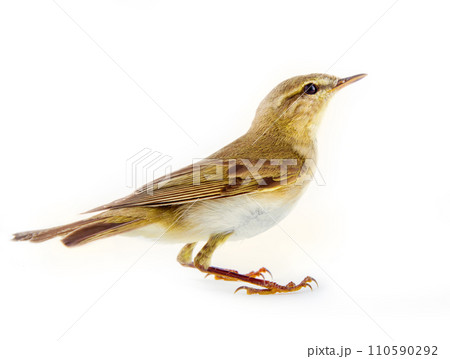willow warbler (Phylloscopus trochilus) willow warbler (Phylloscopus trochilus) 110590292