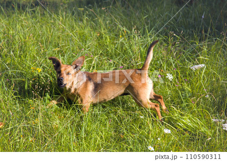 small mongrel dog on walk in meadow small mongrel dog on walk in meadow 110590311