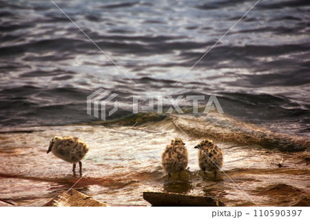 Fluffy Chicks of gulls 110590397