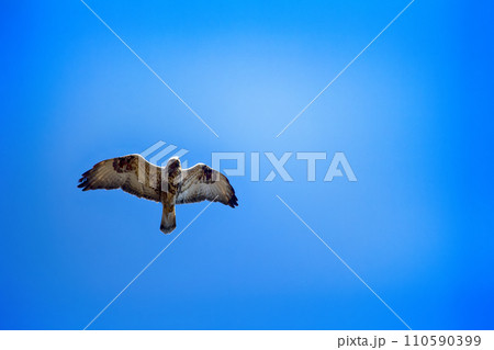 Rough-legged Buzzard flying over nest. Rough-legged Buzzard flying over nest. 110590399