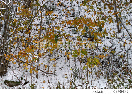 Sudden cold, wet snow fell on yellow grass and trees Sudden cold, wet snow fell on yellow grass and trees 110590427