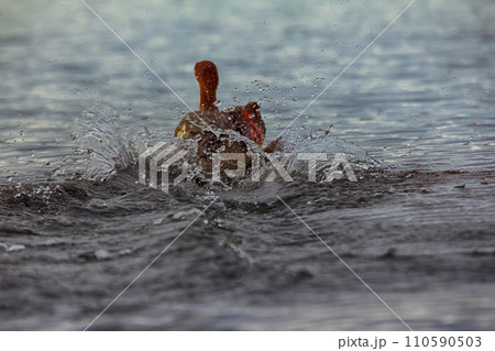Common merganser, female escapes in water Common merganser, female escapes in water 110590503