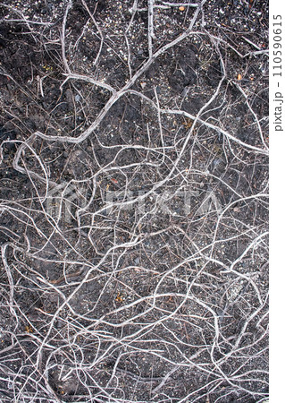 In air pollution and fires in tundra crowberry died In air pollution and fires in tundra crowberry died 110590615