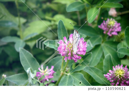 Copulation butterfly - Black-veined white 110590621