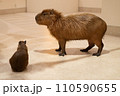 カピバラの親子 110590655