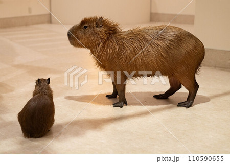 カピバラの親子 カピバラの親子 110590655
