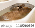 カピバラの入浴 110590656