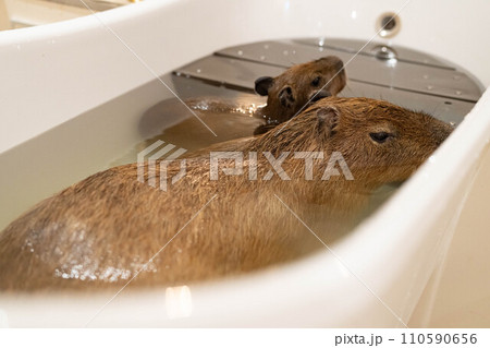 カピバラの入浴 110590656