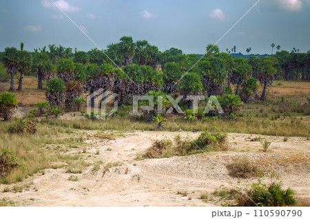 Salinity (kallar) and weak agriculture in South India 110590790