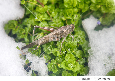 Snow fell on green grass and grasshopper did not have time to spend winter. Sudden transition from autumn to winter, pre-winter season, first snow, fresh sledge track. Animal ecology. Colchis 110590791