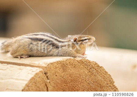 シマリスのあくび シマリスのあくび 110590826