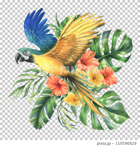 Tropical palm leaves, monstera and flowers of plumeria, hibiscus, bright juicy with blue-yellow macaw parrot. Hand drawn watercolor botanical illustration. Composition isolated from the background. Tropical palm leaves, monstera and flowers of plumeria, hibiscus, bright juicy with blue-yellow macaw parrot. Hand drawn watercolor botanical illustration. Composition isolated from the background. 110590829