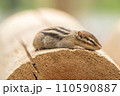 シマリスの昼寝 110590887