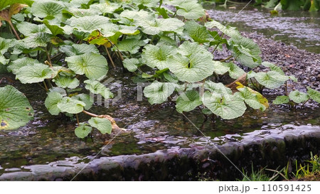 わさび田の風景 わさび田の風景 110591425