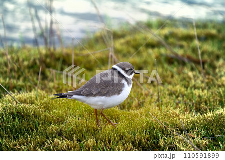 Ringed Plover 110591899