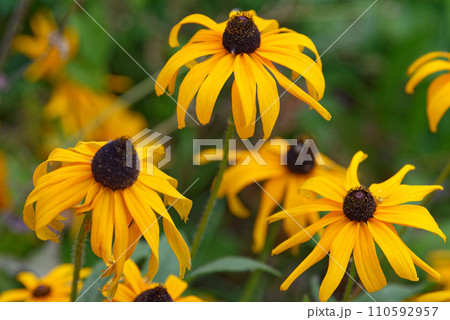 Blooming purple coneflower. Echinacea purpurea ,eastern purple coneflower or hedgehog coneflower Blooming purple coneflower. Echinacea purpurea ,eastern purple coneflower or hedgehog coneflower 110592957