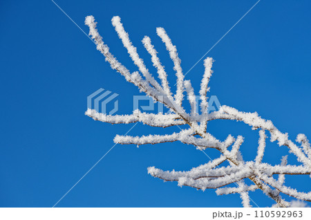 Twigs covered with ice and snow 110592963
