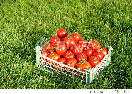 Red ripe tomatoes on green grass on a summer day 110593103