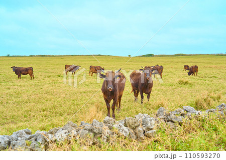 沖縄／黒島牛 110593270