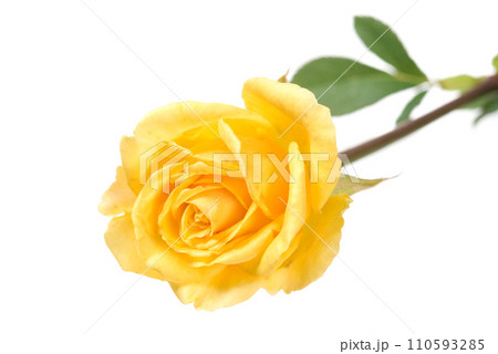 Yellow rose 110593285