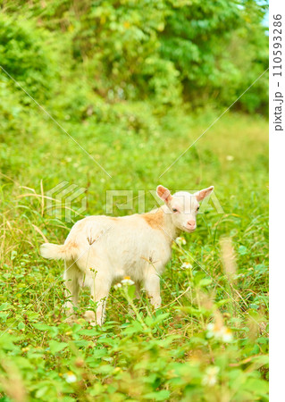 沖縄／黒島／散歩中の子ヤギ 110593286